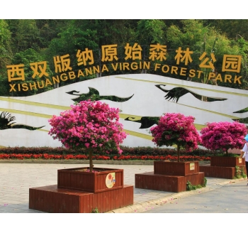 西双版纳原始森林公园景区